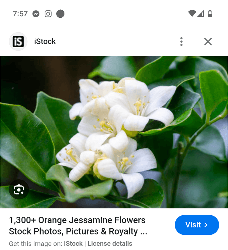 Flower one
