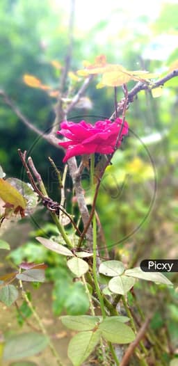 Floral in The day thumbnail 2
