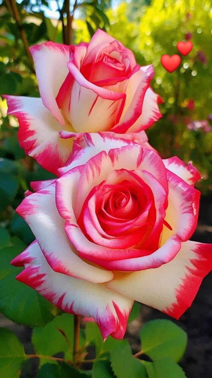 Floral in The day